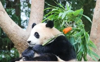 大熊猫福宝即将回国，有人欢喜有人不舍！