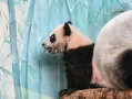 大熊猫“喀秋莎”首次公开亮相！网友表示很萌！