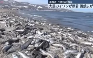 北海道沿岸现大量死鱼，原因成谜引担忧！