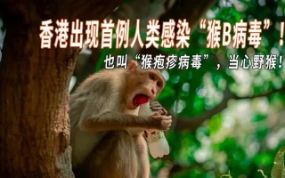 香港报告首例人感染猴疱疹病毒！