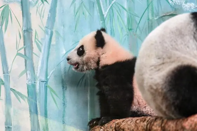大熊猫“喀秋莎”首次公开亮相！网友表示很萌！ 第1张