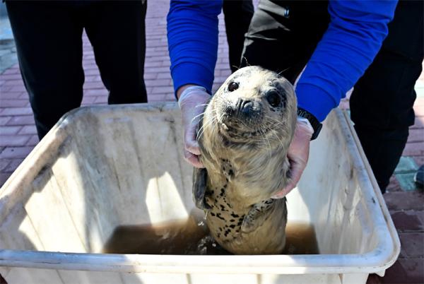 唐山海滩搁浅的海豹幼崽成功获救！ 第2张
