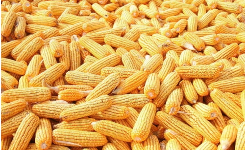 有甲状腺问题的人要小心玉米和燕麦！ 第2张